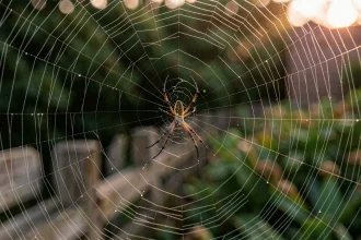 Araignée du soir au centre de sa toile couverte de rosée dans un jardin