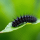 Chenille noire sur feuille verte en extérieur
